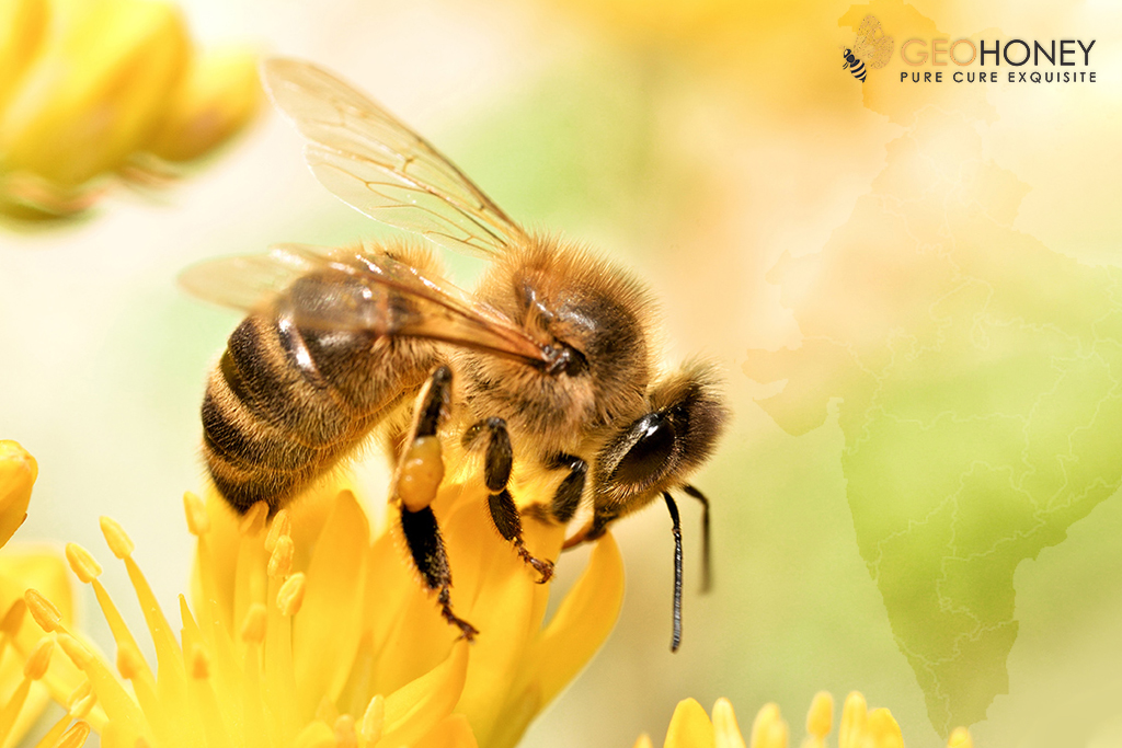 New endemic species of Honeybee discovered in India after 200 years